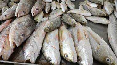 Farklı taze tuzlu su balıklarını göster.