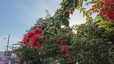 Renkli begonvillerden oluşan bir ağacın arkasındaki parlak güneş ışığı..