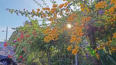 Renkli begonvillerden oluşan bir ağacın arkasındaki parlak güneş ışığı..