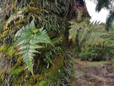 Güzel epifitik eğreltiotu yaprağı gövdede yetişir..