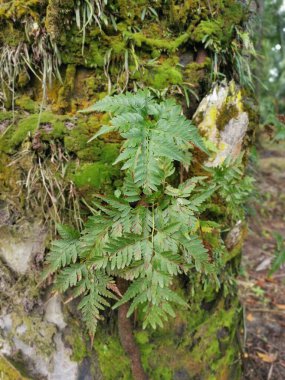 Güzel epifitik eğreltiotu yaprağı gövdede yetişir..