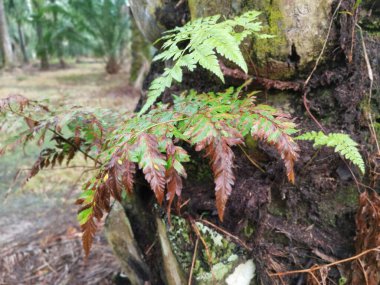 beautiful epiphytic overgrown fernleaf that grow on trunk. clipart