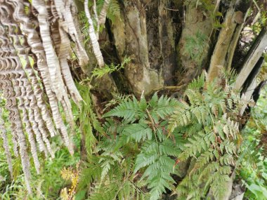 beautiful epiphytic overgrown fernleaf that grow on trunk. clipart