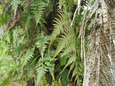 Güzel epifitik eğreltiotu yaprağı gövdede yetişir..