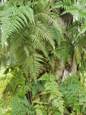 beautiful epiphytic overgrown fernleaf that grow on trunk. clipart