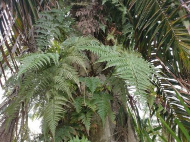 Güzel epifitik eğreltiotu yaprağı gövdede yetişir..