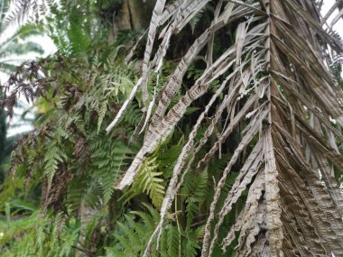 Güzel epifitik eğreltiotu yaprağı gövdede yetişir..