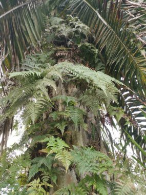 Güzel epifitik eğreltiotu yaprağı gövdede yetişir..