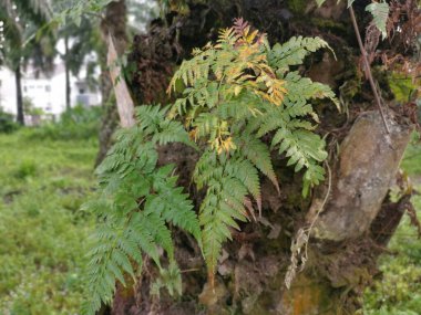 Güzel epifitik eğreltiotu yaprağı gövdede yetişir..