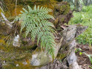 Güzel epifitik eğreltiotu yaprağı gövdede yetişir..