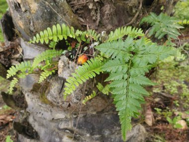 Güzel epifitik eğreltiotu yaprağı gövdede yetişir..