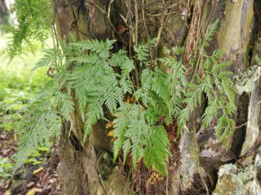Güzel epifitik eğreltiotu yaprağı gövdede yetişir..