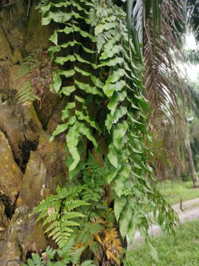Güzel epifitik eğreltiotu yaprağı gövdede yetişir..