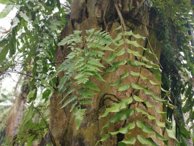 beautiful epiphytic overgrown fernleaf that grow on trunk. clipart