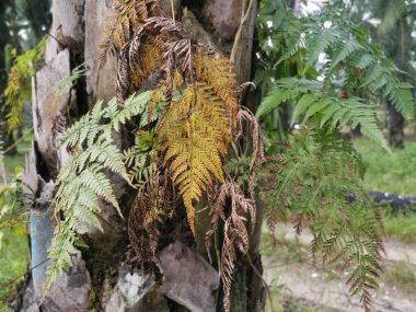 Güzel epifitik eğreltiotu yaprağı gövdede yetişir..