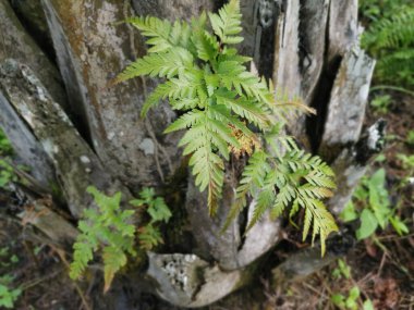 Güzel epifitik eğreltiotu yaprağı gövdede yetişir..