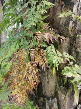 beautiful epiphytic overgrown fernleaf that grow on trunk. clipart