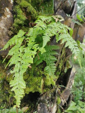 Güzel epifitik eğreltiotu yaprağı gövdede yetişir..