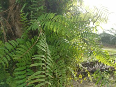 Güzel epifitik eğreltiotu yaprağı gövdede yetişir..