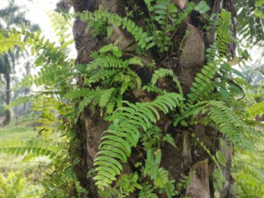 Güzel epifitik eğreltiotu yaprağı gövdede yetişir..