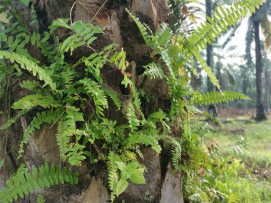 Güzel epifitik eğreltiotu yaprağı gövdede yetişir..