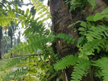 beautiful epiphytic overgrown fernleaf that grow on trunk. clipart