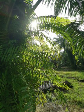 Güzel epifitik eğreltiotu yaprağı gövdede yetişir..