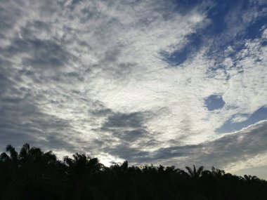 Sabahın erken saatlerinde mavi bulutlu gökyüzüne bakıyorum. Ön planda sarkık palmiye yaprakları var..