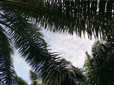 Sabahın erken saatlerinde mavi bulutlu gökyüzüne bakıyorum. Ön planda sarkık palmiye yaprakları var..