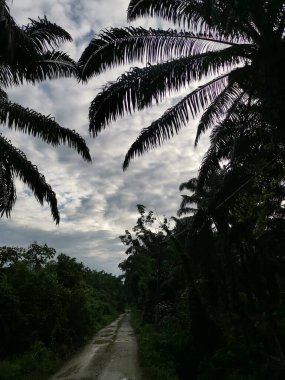 Sabahın erken saatlerinde mavi bulutlu gökyüzüne bakıyorum. Ön planda sarkık palmiye yaprakları var..