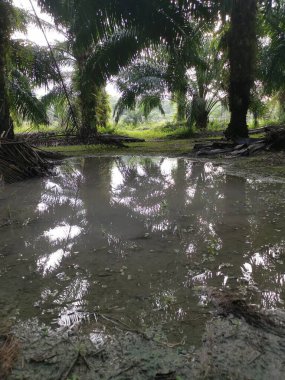 reflective pool of stagnant water after heavy rainfall at the rural dirt road.   clipart