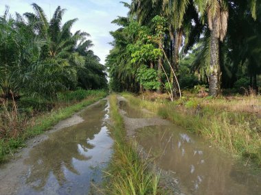 Kırsal toprak yolda sağanak yağış sonrasında durgun su havuzu yansıtıyor.  