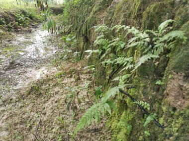 mossy drainage slope sprouting with wild leafy ferns. clipart