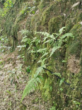 mossy drainage slope sprouting with wild leafy ferns. clipart