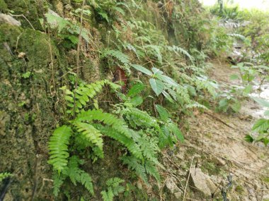 mossy drainage slope sprouting with wild leafy ferns. clipart