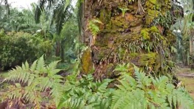 Ağaç gövdesinde yetişen güzel, epifiz eğreltiotu yaprağı.