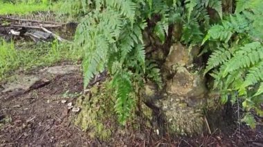 Ağaç gövdesinde yetişen güzel, epifiz eğreltiotu yaprağı.