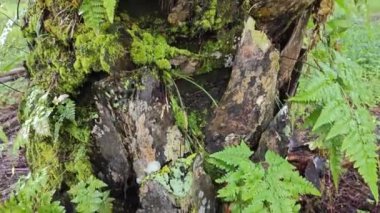 Ağaç gövdesinde yetişen güzel, epifiz eğreltiotu yaprağı.