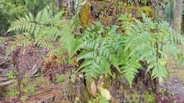 Ağaç gövdesinde yetişen güzel, epifiz eğreltiotu yaprağı.