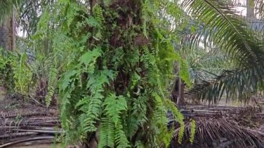 Ağaç gövdesinde yetişen güzel, epifiz eğreltiotu yaprağı.