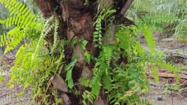 Ağaç gövdesinde yetişen güzel, epifiz eğreltiotu yaprağı.