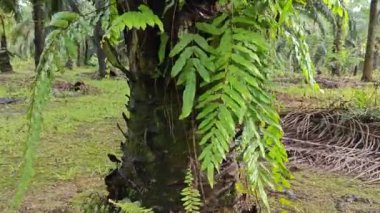 Ağaç gövdesinde yetişen güzel, epifiz eğreltiotu yaprağı.