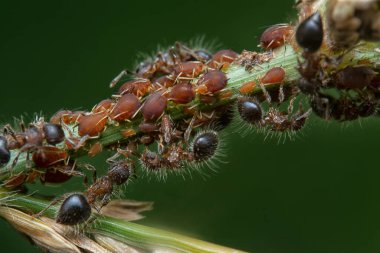 close up of the bicolored shield ants feeding on the aphids larvae. clipart