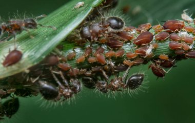 Yaprak bitleri larvalarıyla beslenen iki renkli kalkan karıncalarını kapatın..