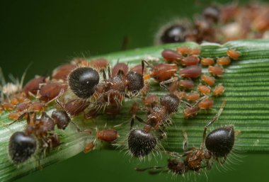 Yaprak bitleri larvalarıyla beslenen iki renkli kalkan karıncalarını kapatın..
