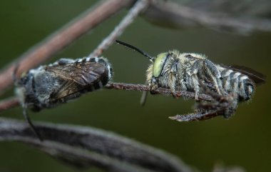 Yaprak Kesen Cuckoo Arısı, çenesi sapında uyuyor.. 