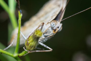 Kahverengi Junonia Kelebeği çimlere tünedi
