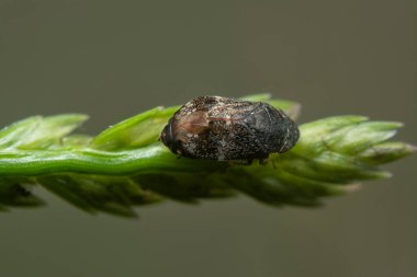 Küçük kahverengi neodartus acocephaloides broşürüne yakın..