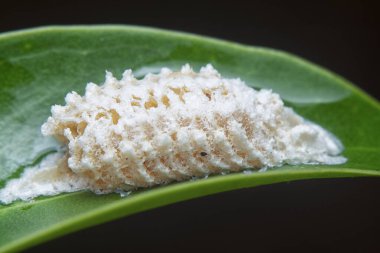 Close up of the brown-colored mantid egg case. clipart