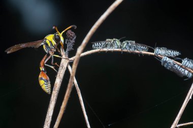 Sarı Ceketli Yabanarısı yapraklı dalın üzerine tünemiş Cutter guguk arıları. 